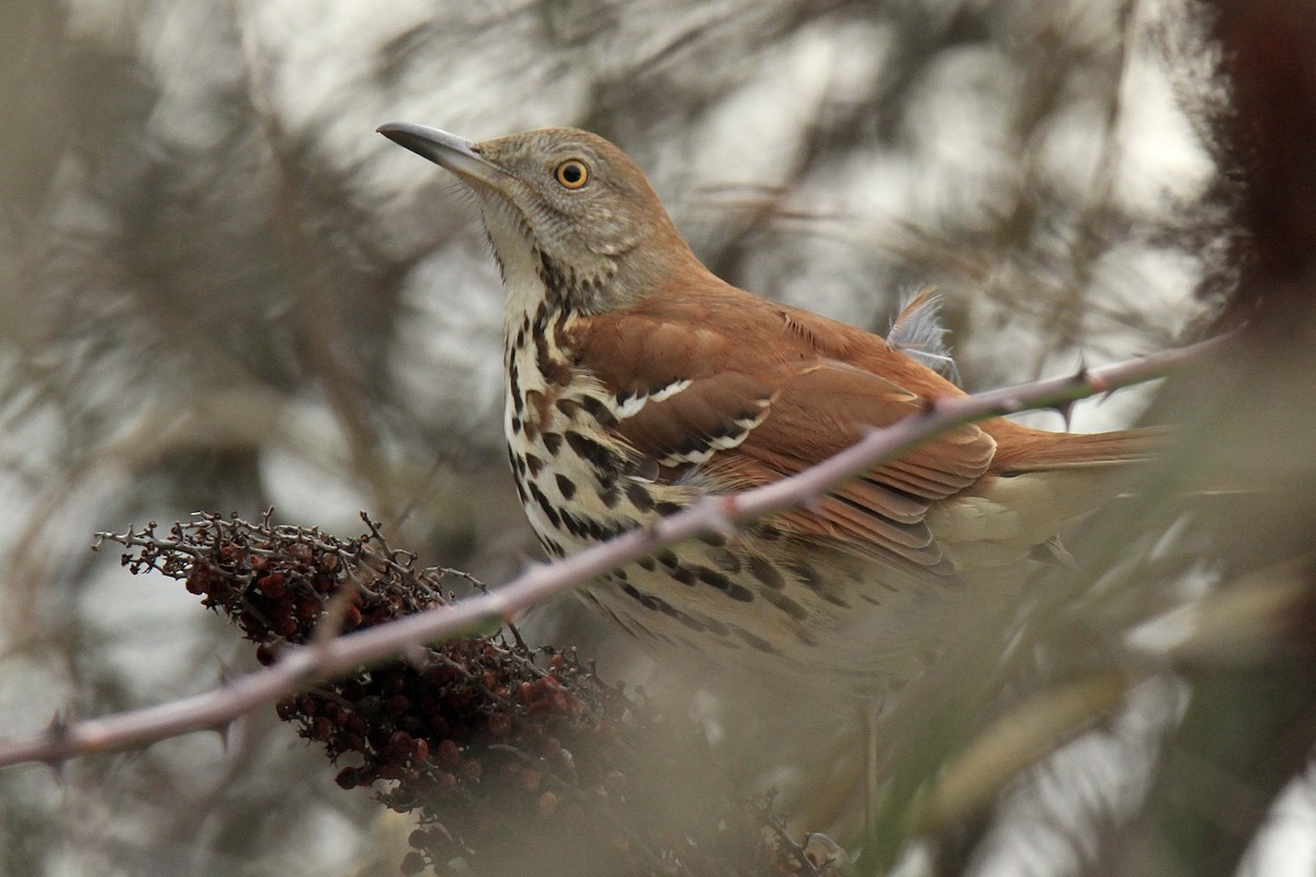 Brown Thrasher - ML613982838