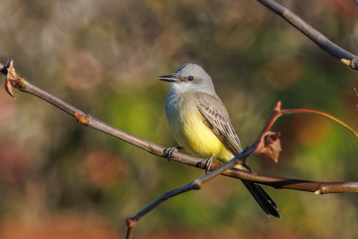 Tropical Kingbird - John Callender