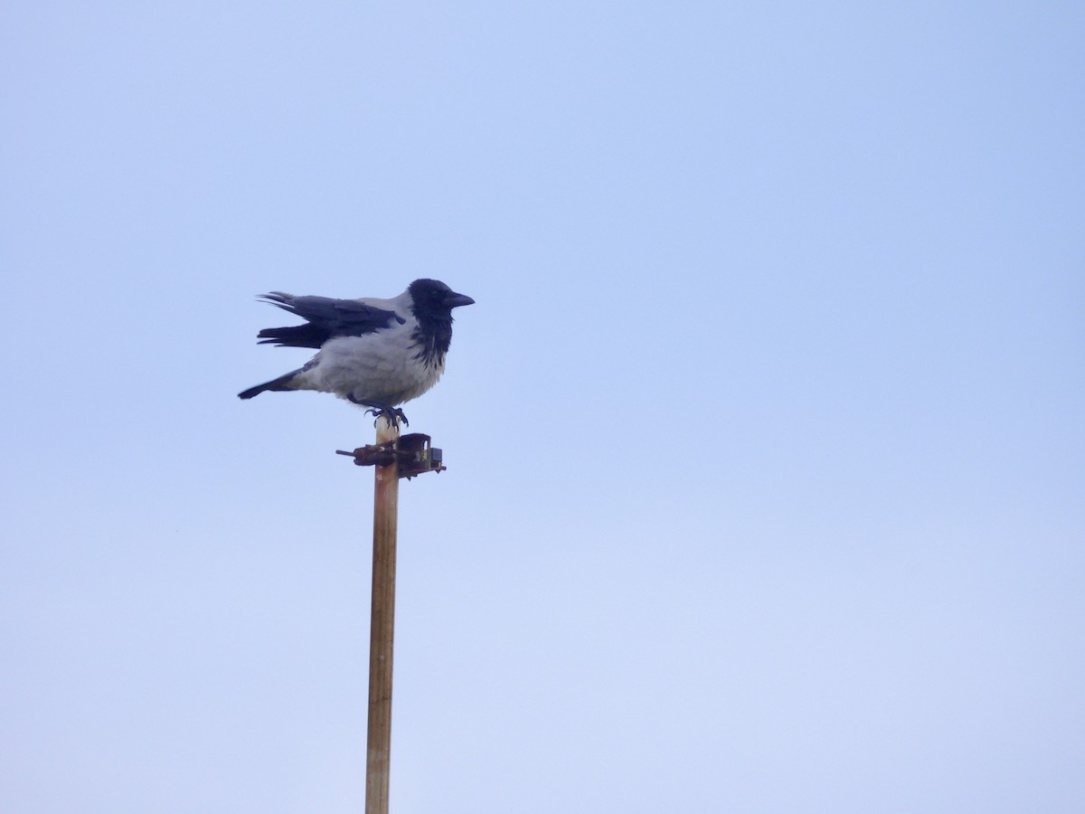 Hooded Crow - ML613982879