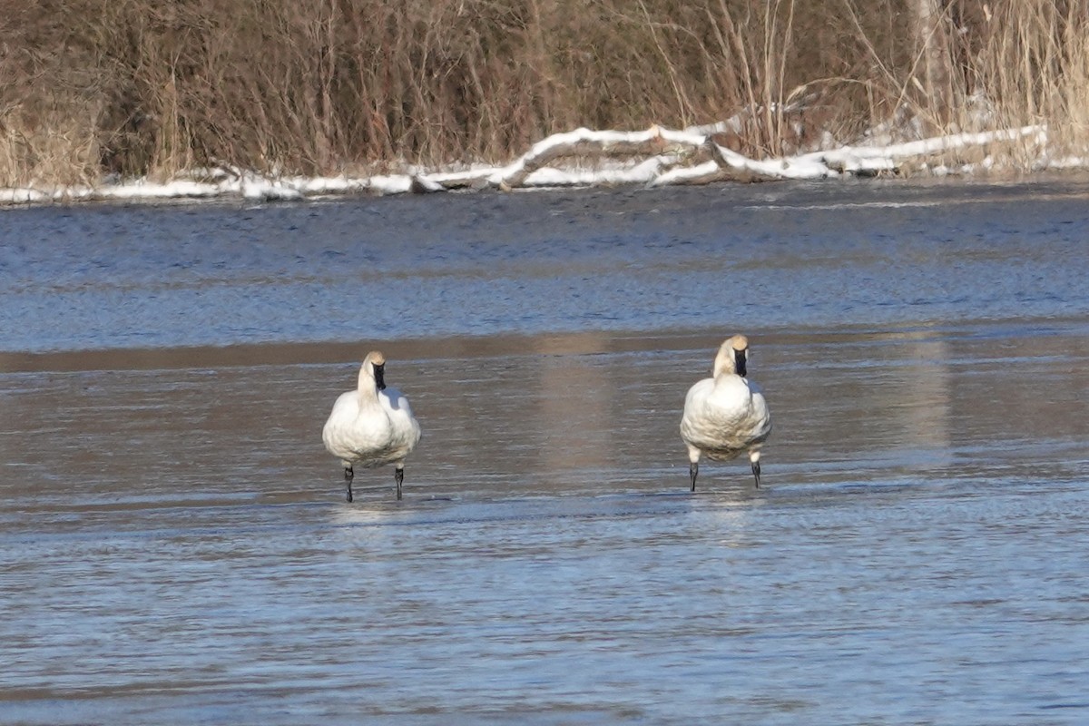 Trumpeter Swan - ML613982902