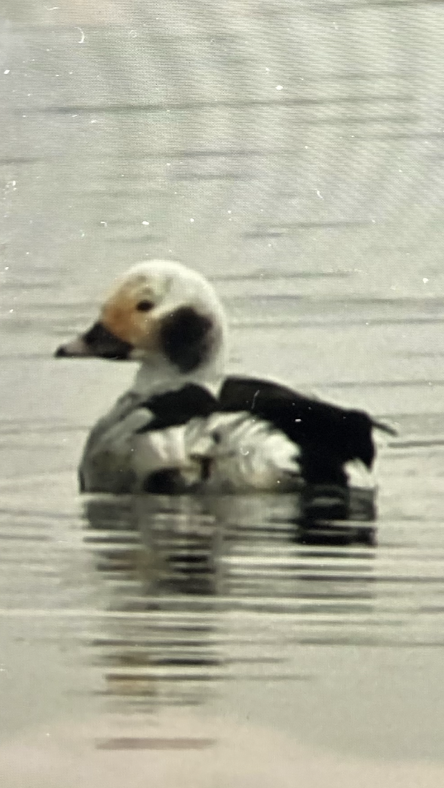 Long-tailed Duck - ML613982929
