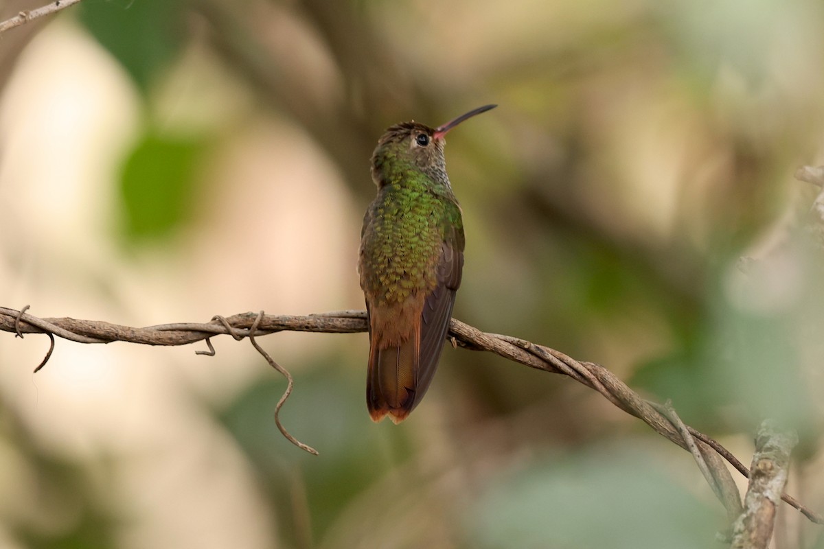 Buff-bellied Hummingbird - ML613983085