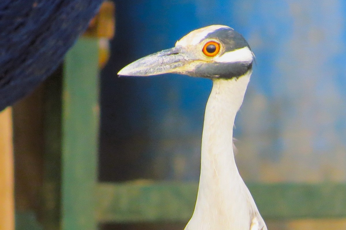 Yellow-crowned Night Heron - ML613983115