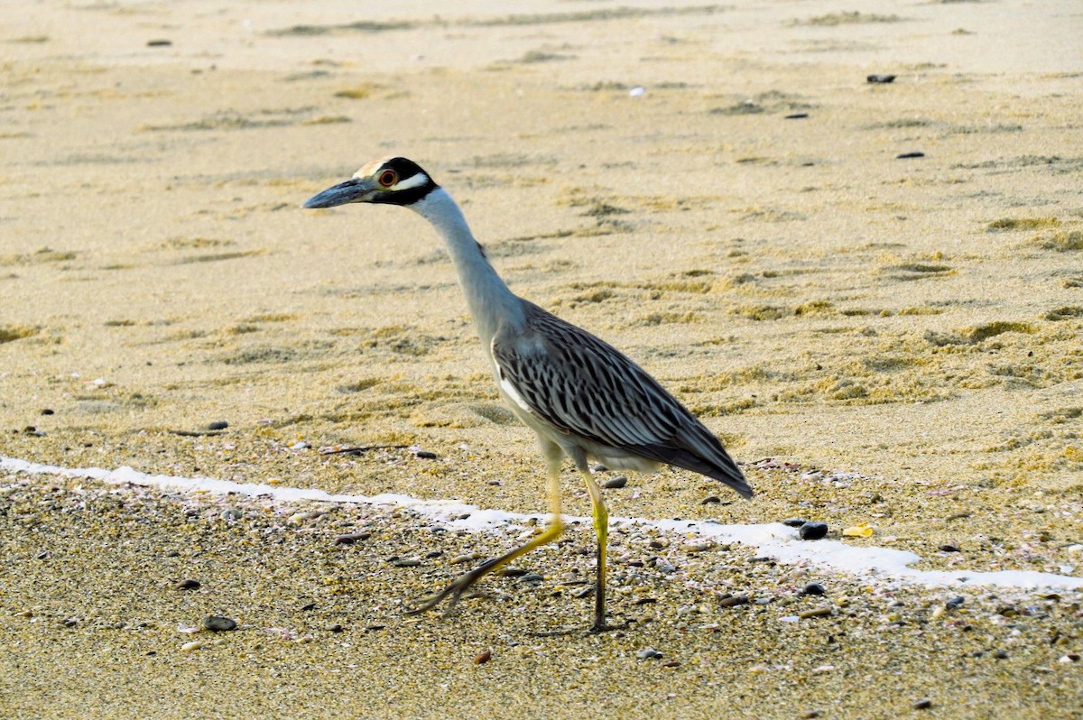 Yellow-crowned Night Heron - ML613983137