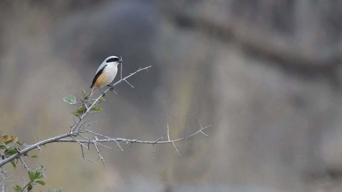Long-tailed Shrike - Partha Saradhi Allam