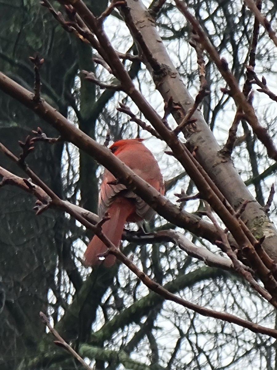 Kırmızı Kardinal - ML613983175