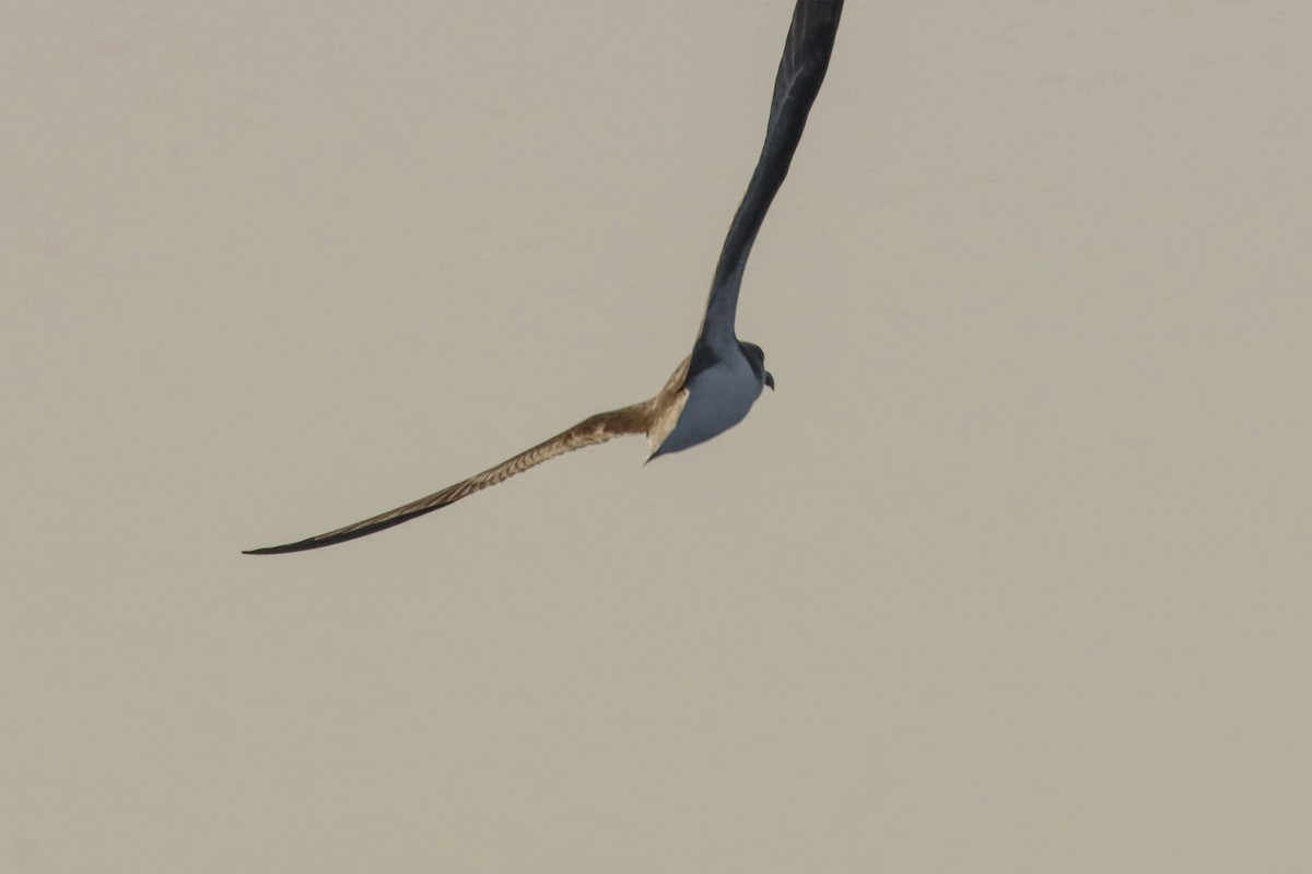 Kapverdensturmvogel (Desertassturmvogel) - ML613983251