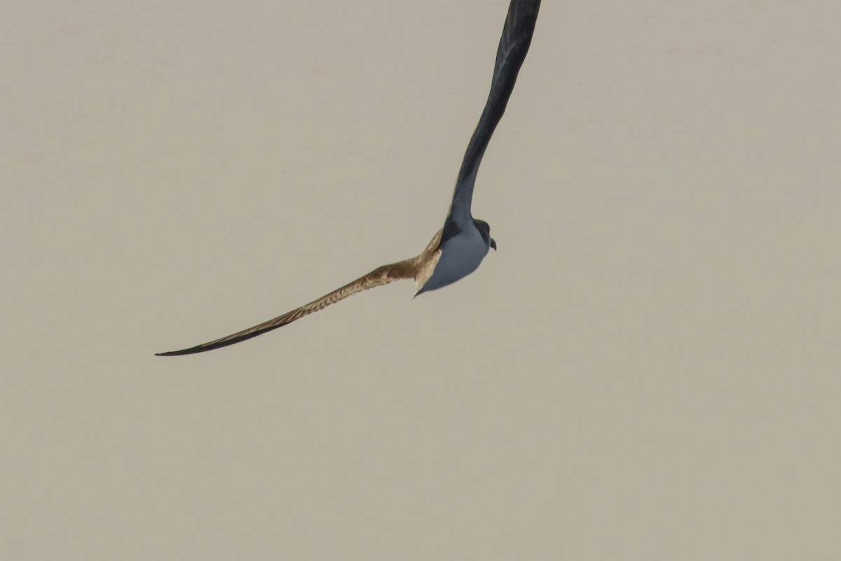 Fea's Petrel (Desertas) - ML613983251