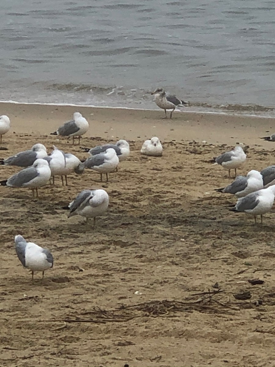 Ring-billed Gull - Peggy Blair