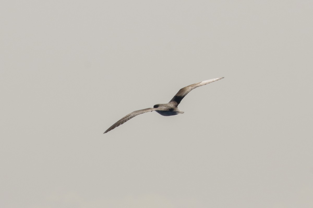 Fea's Petrel (Desertas) - David Garrigues