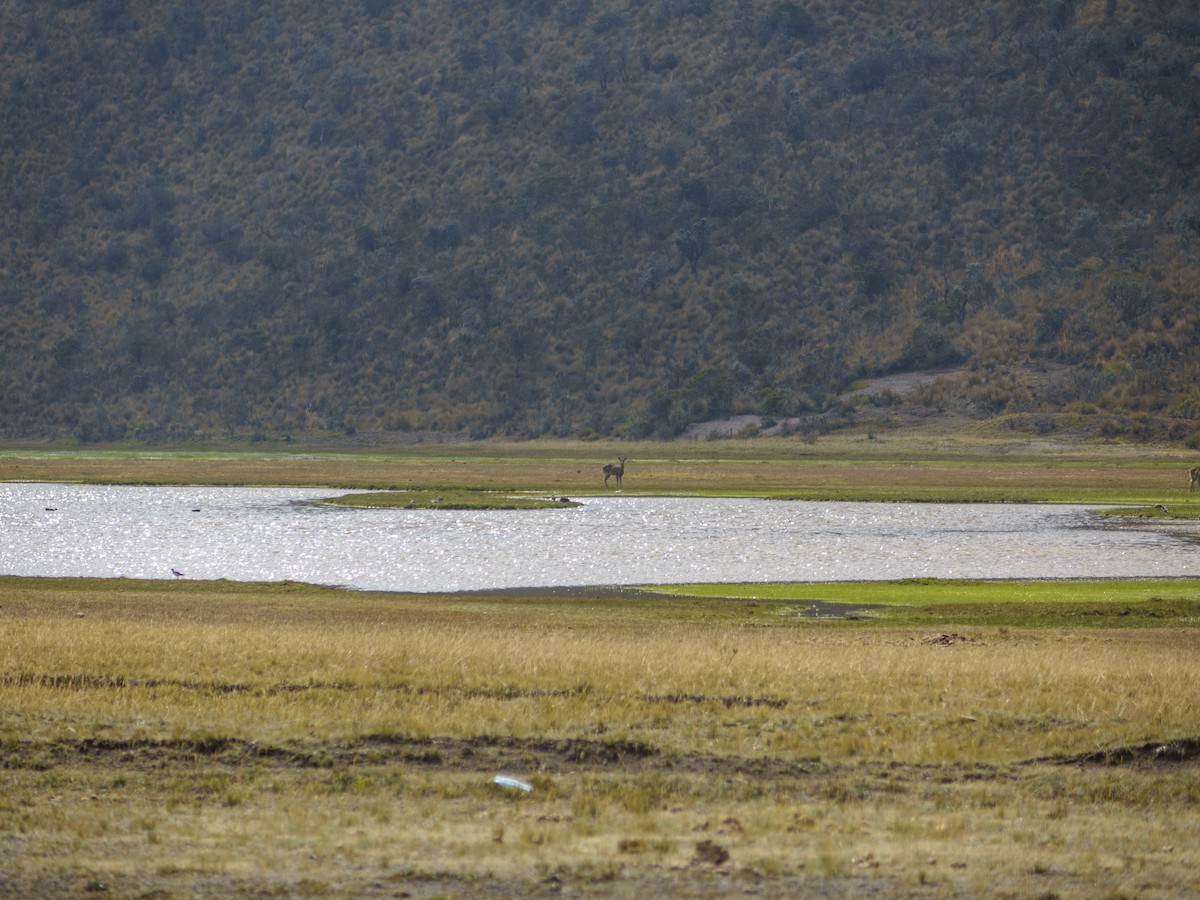 Andean Teal (Andean) - ML613983411