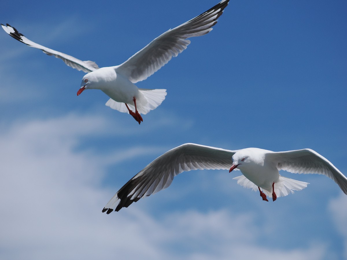 Silver Gull - ML613983412