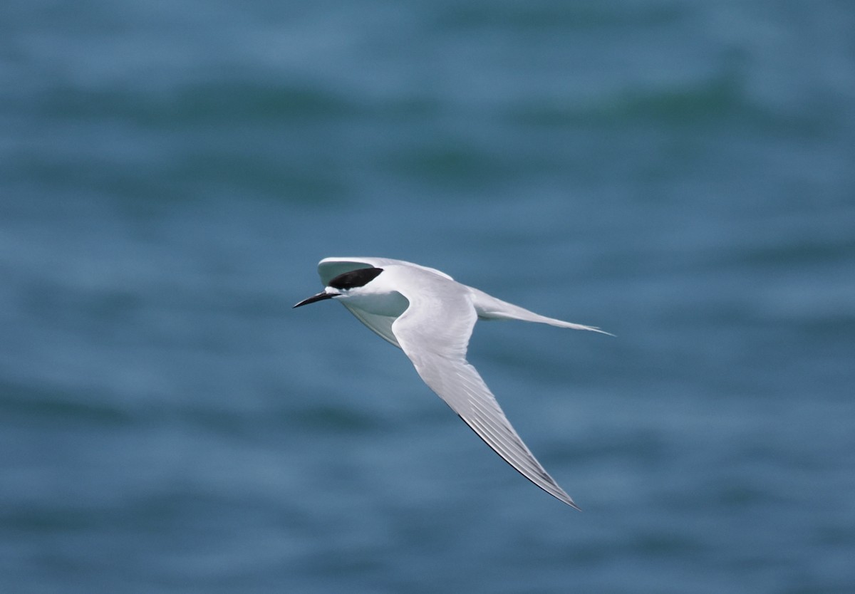 White-fronted Tern - Robert Javorský