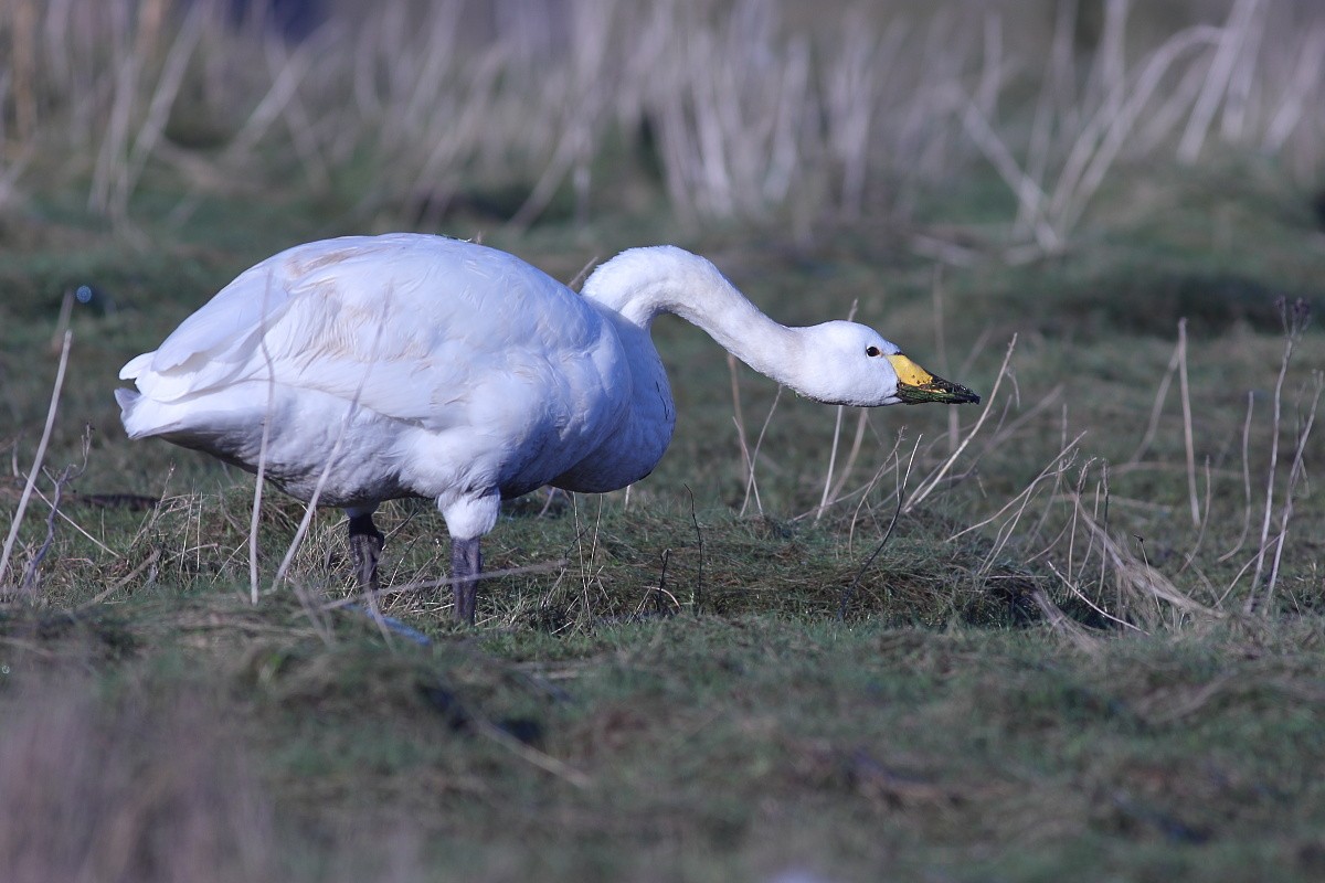 Whooper Swan - ML613983510