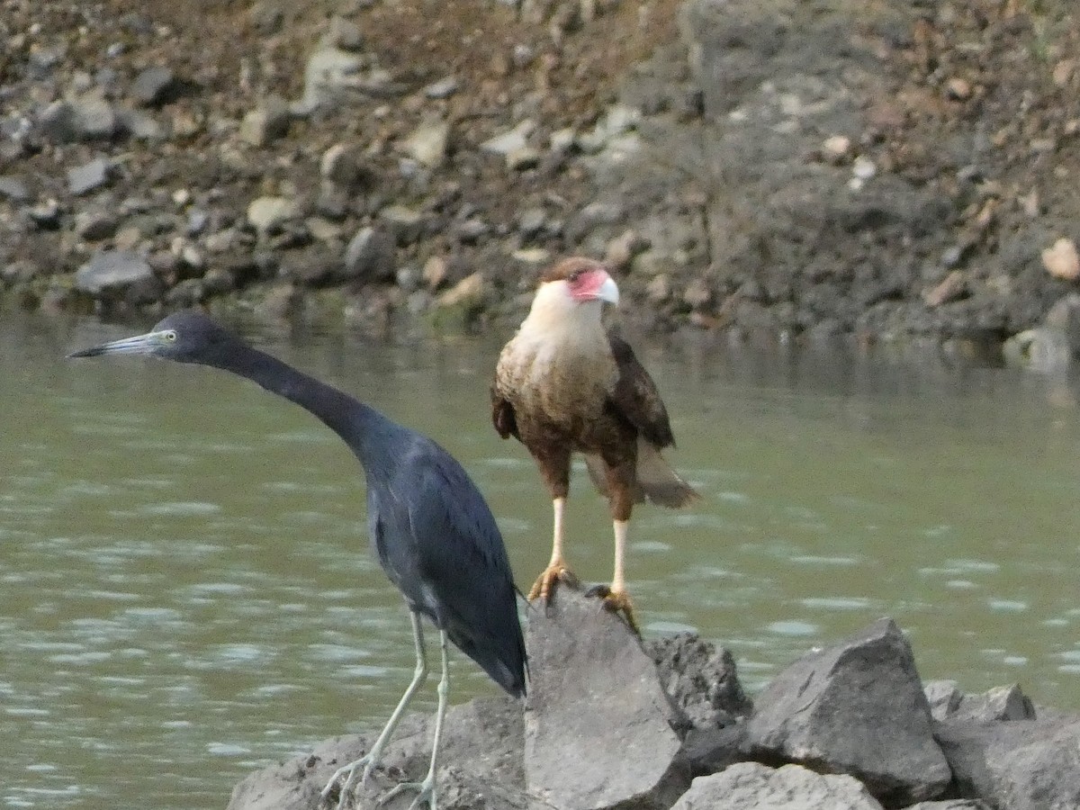 Crested Caracara - ML613983538