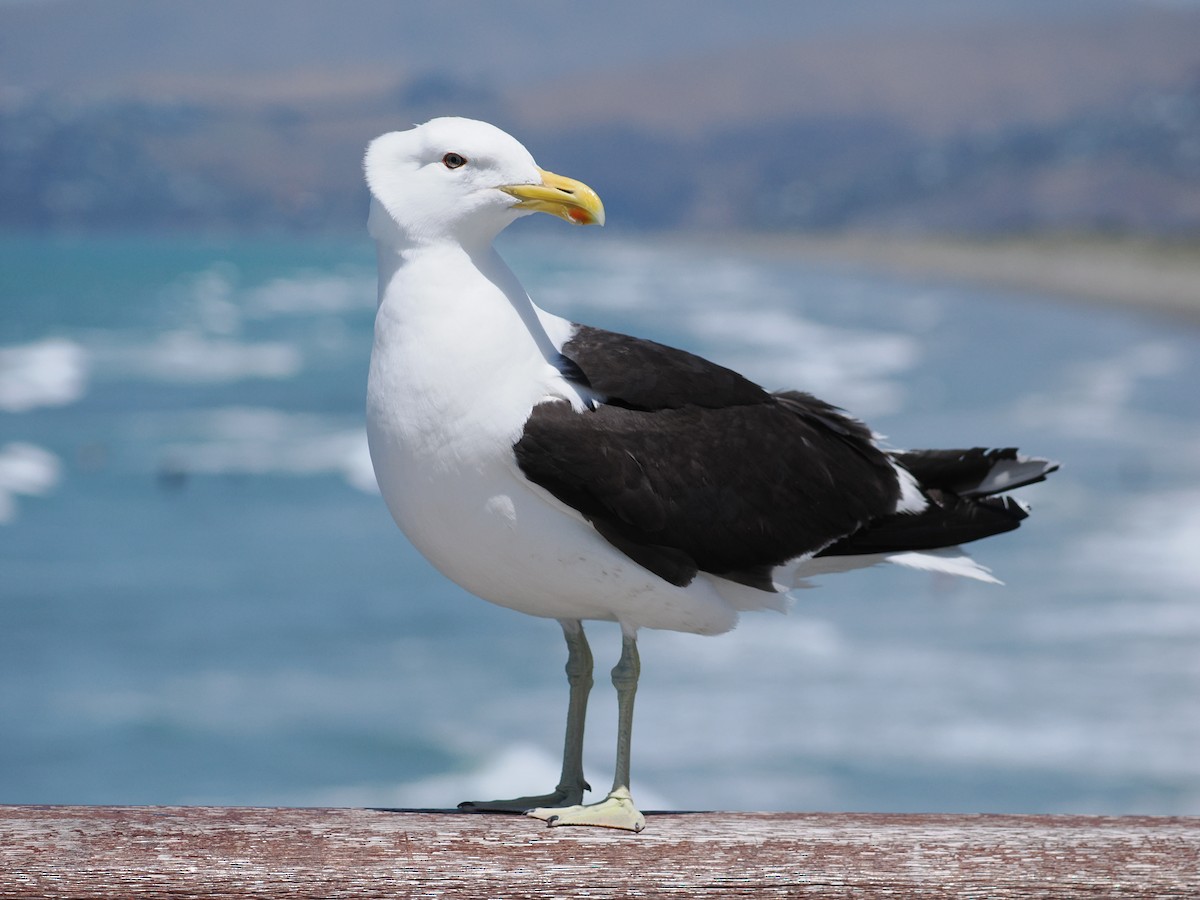 Kelp Gull - Robert Javorský