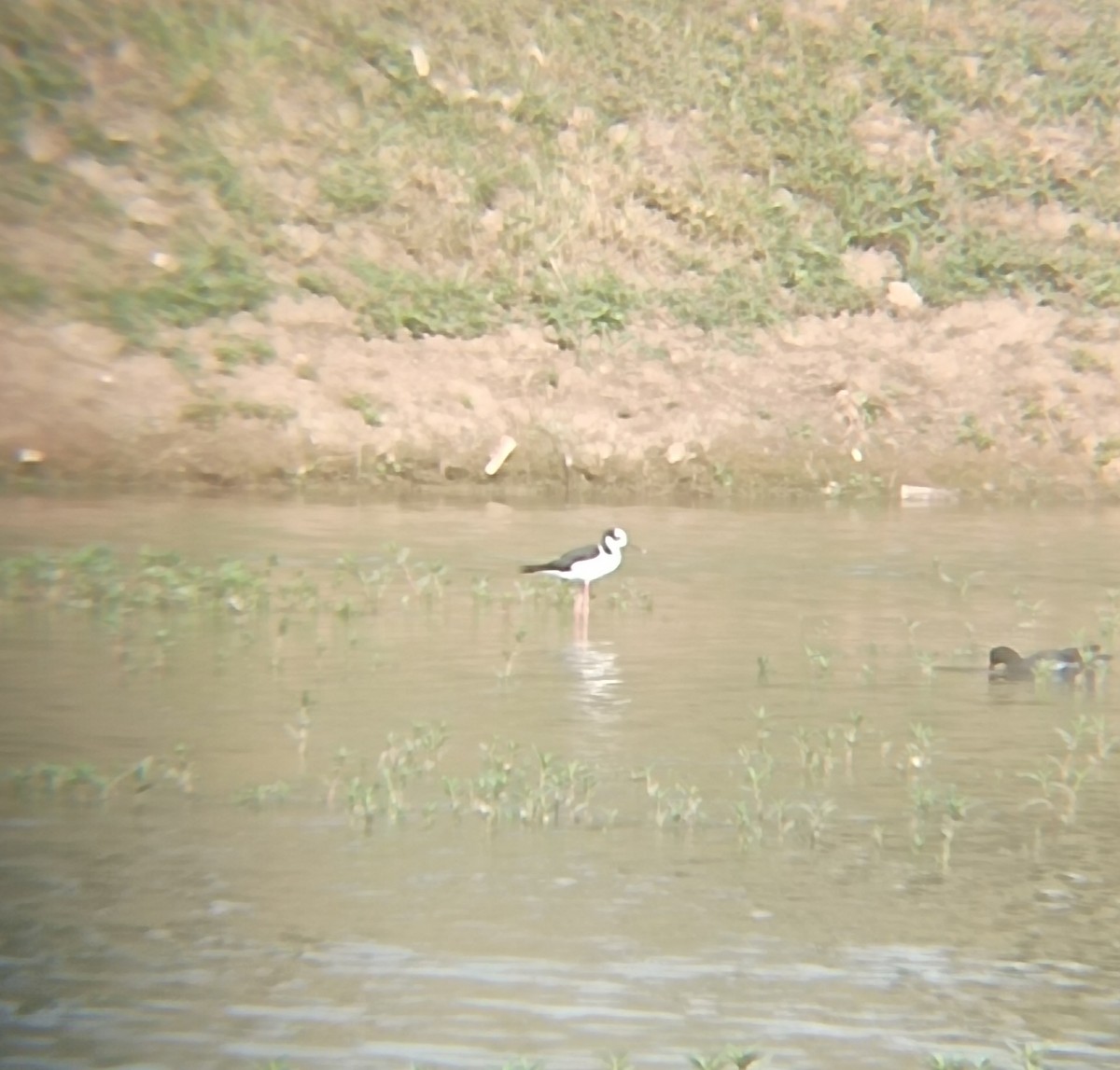 Black-necked Stilt - ML613983643