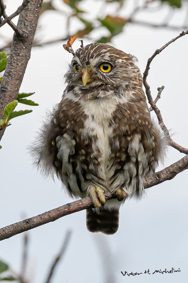 Austral Pygmy-Owl - Victor Hugo Michelini