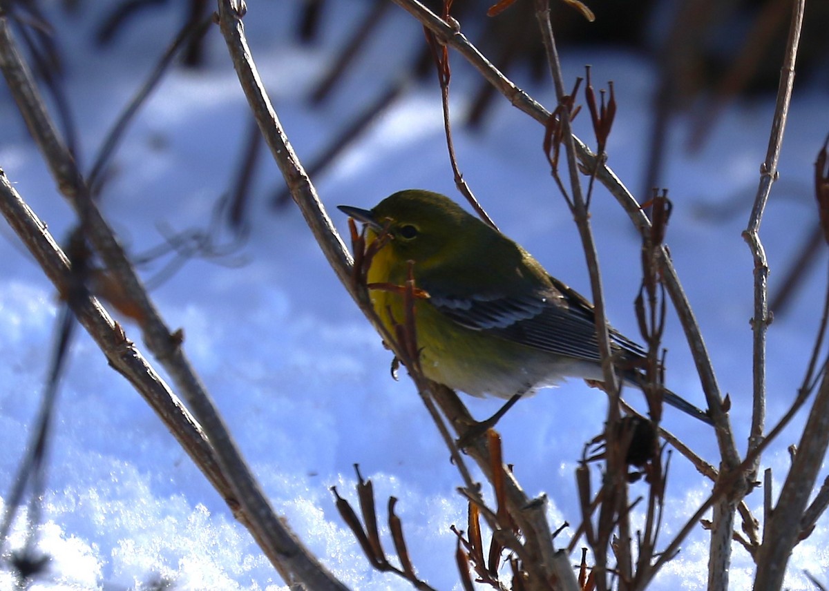 Pine Warbler - ML613983711