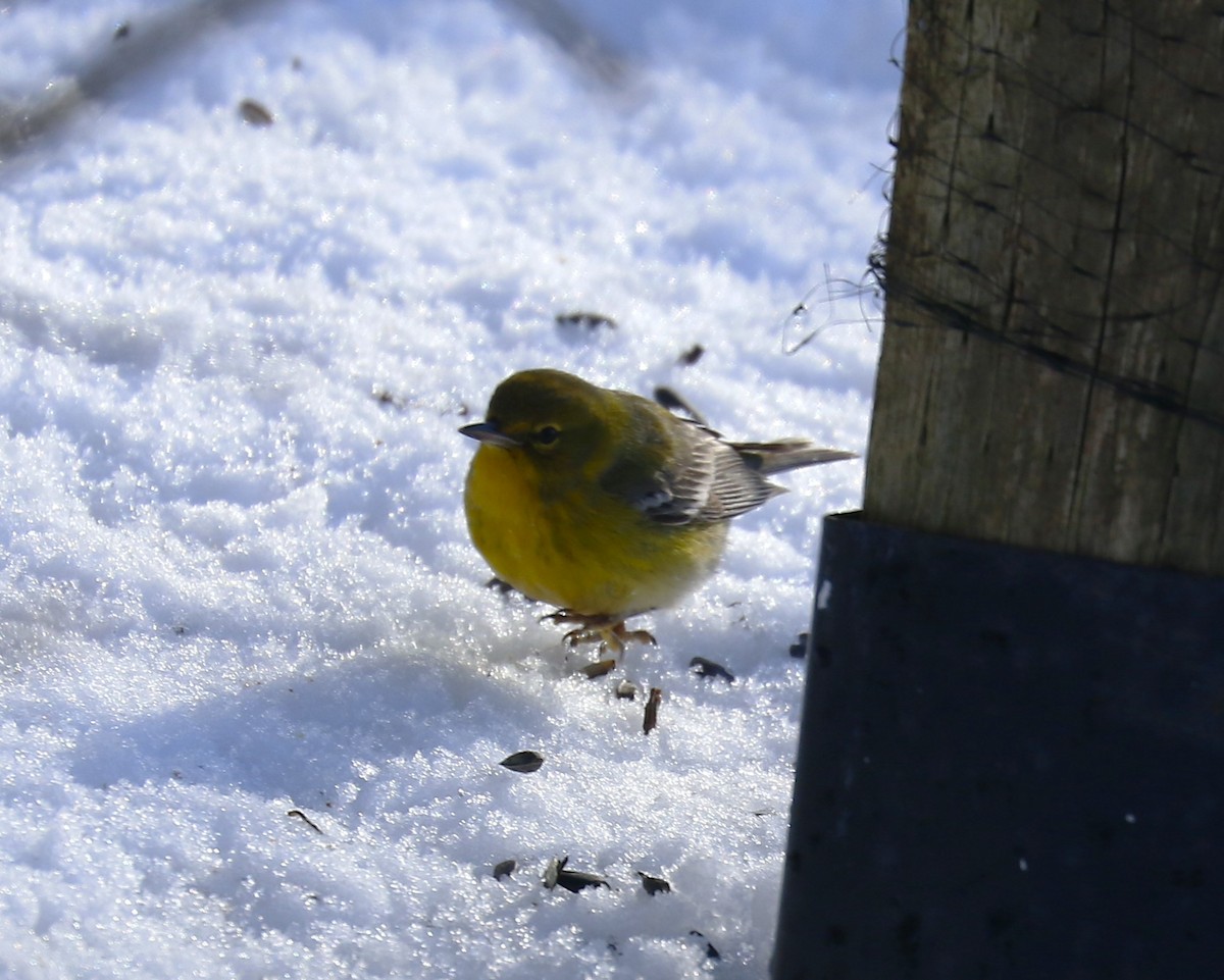 Pine Warbler - ML613983712