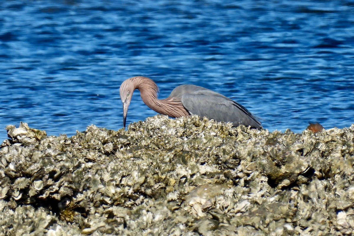 Reddish Egret - ML613983738