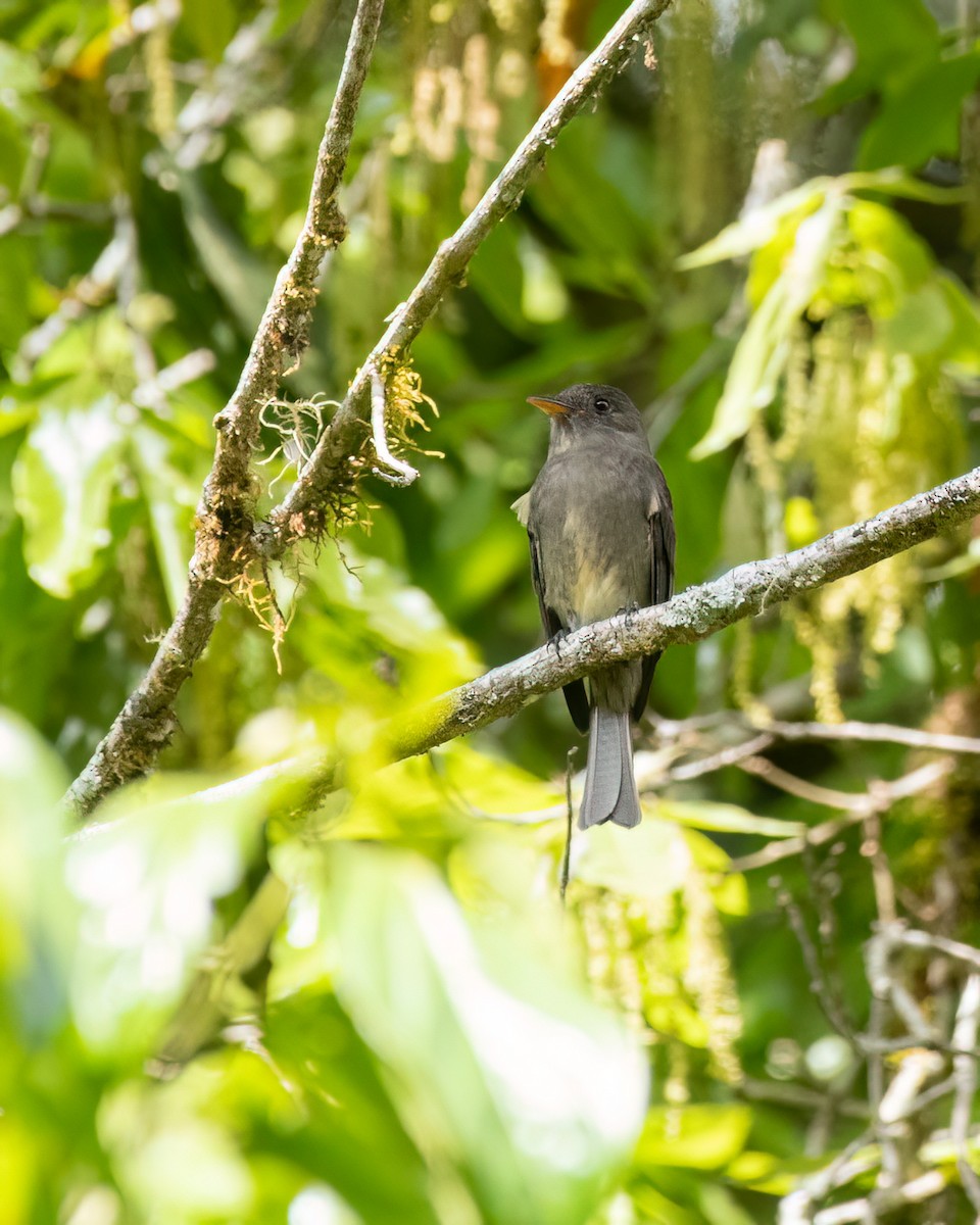 Dark Pewee - ML613983834