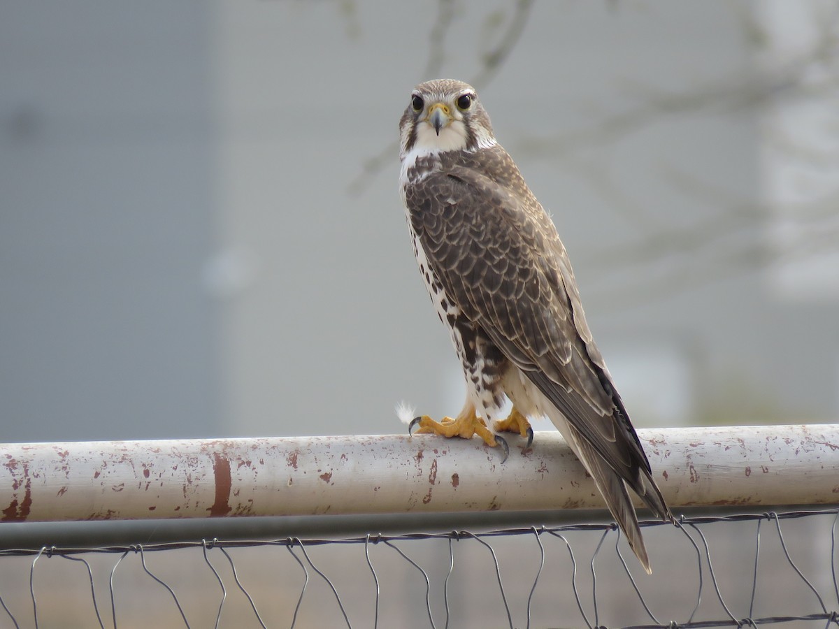 Prairie Falcon - ML613983938