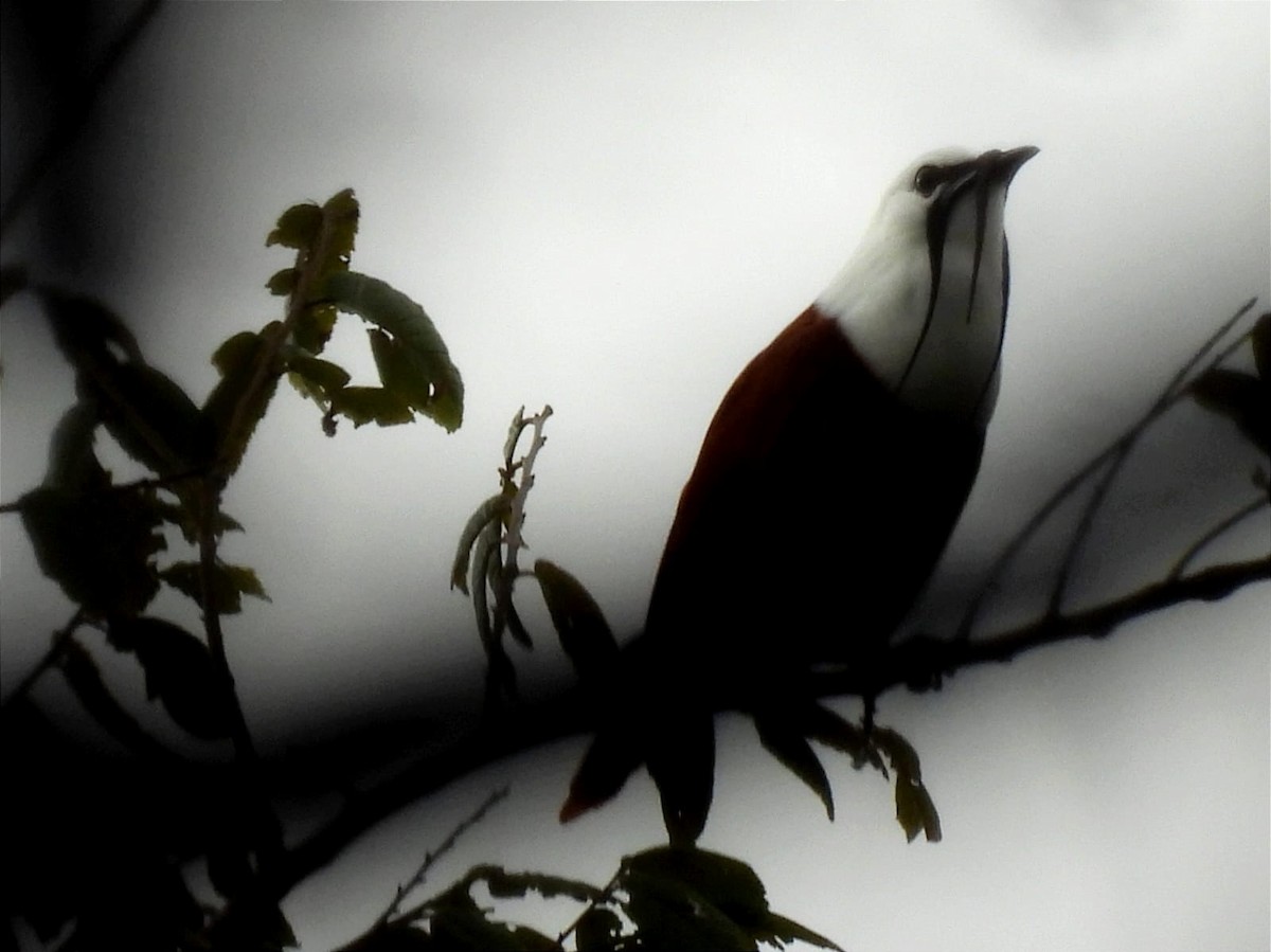 Three-wattled Bellbird - ML613983963