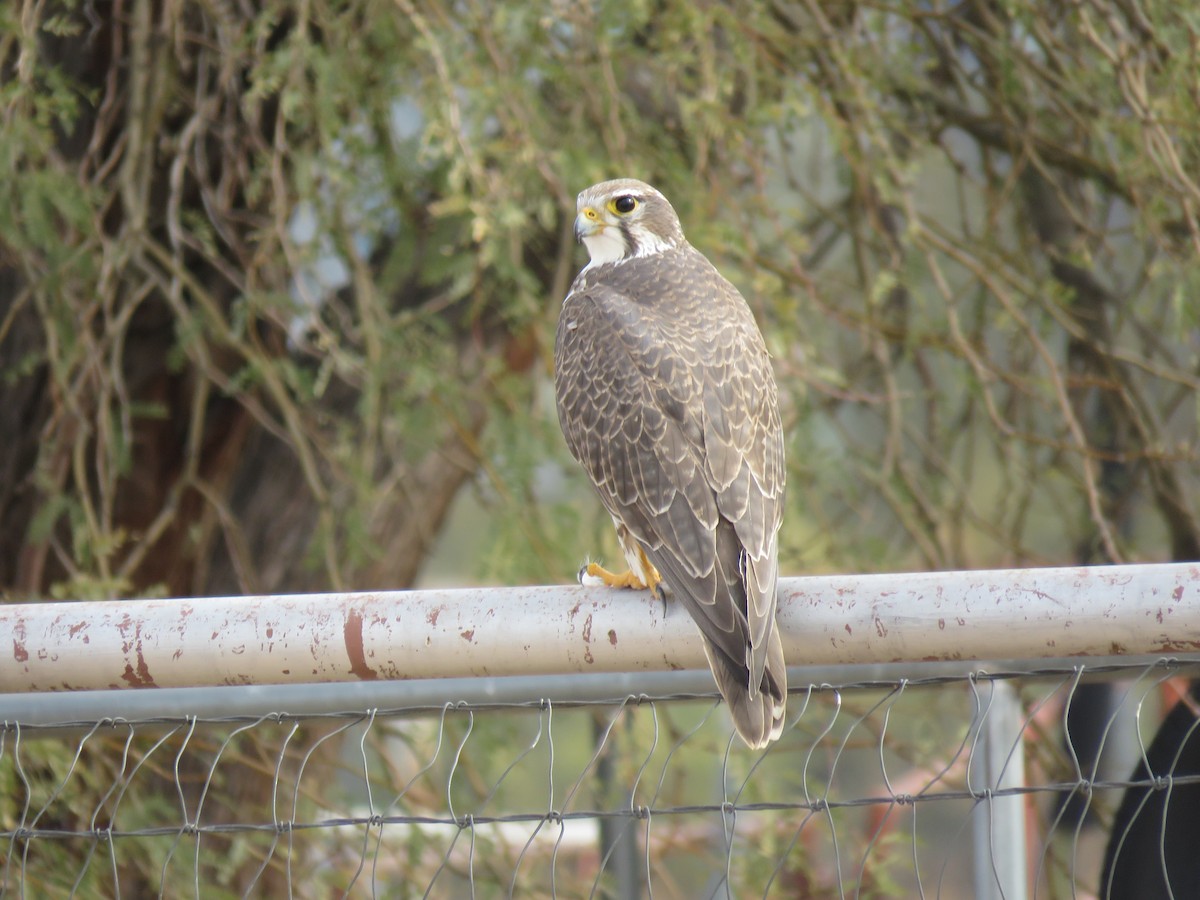 Prairie Falcon - ML613983969