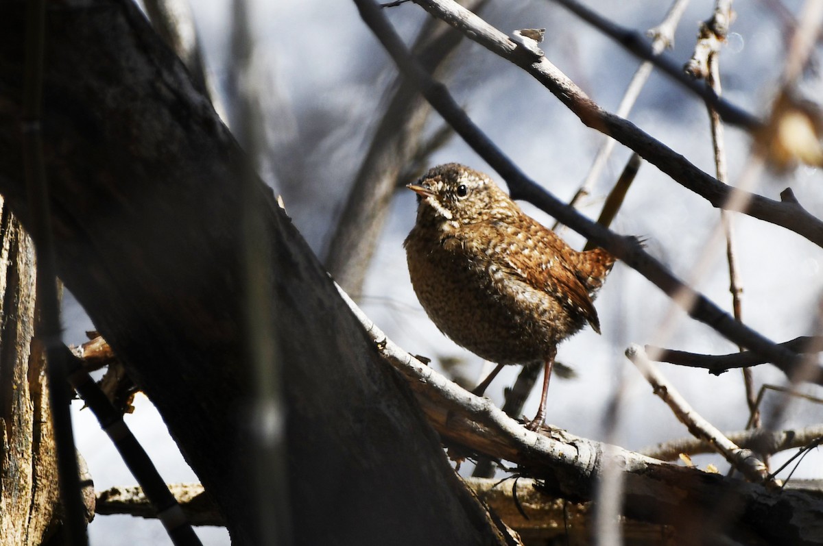 Winter Wren - ML613983990