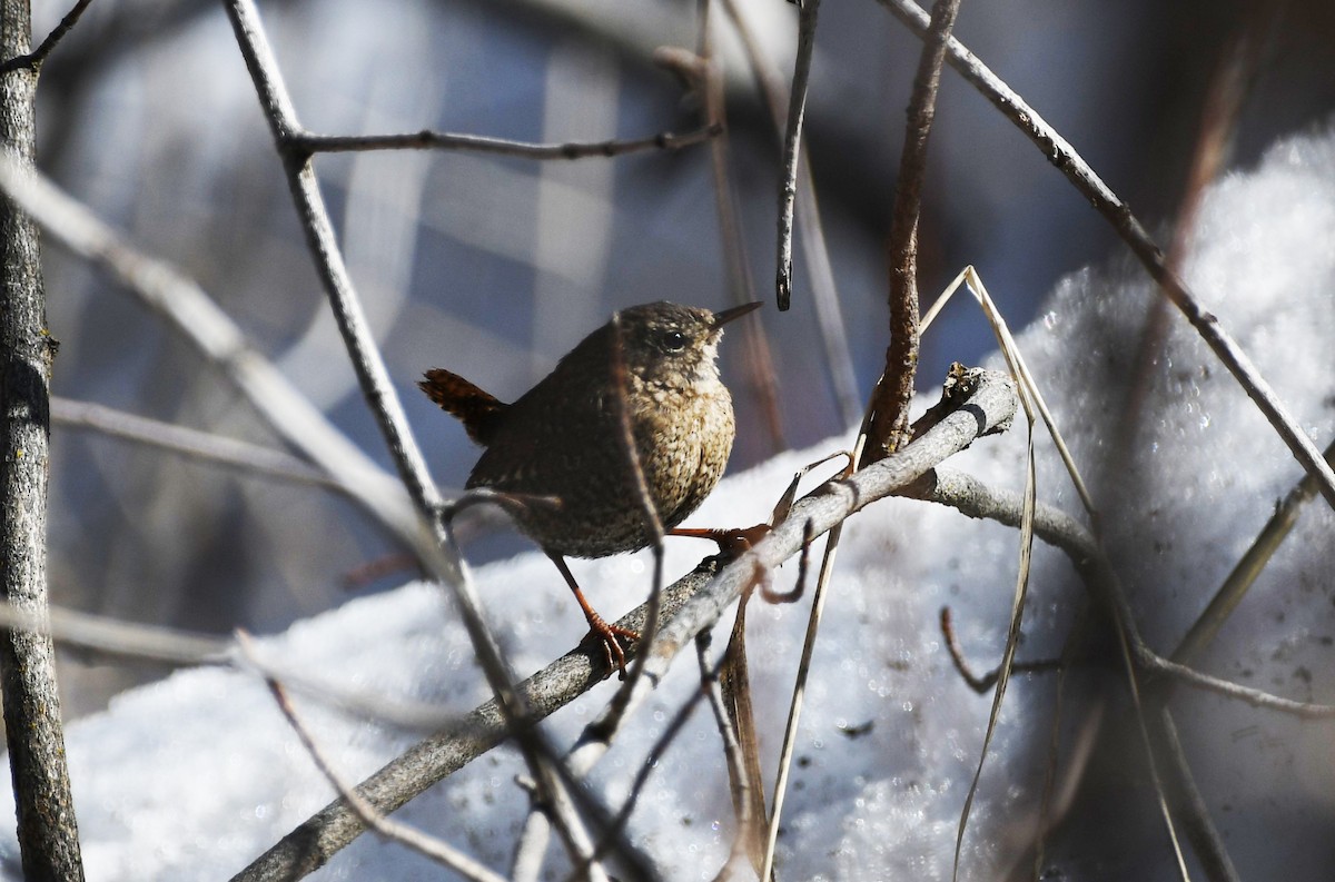 Winter Wren - ML613983991
