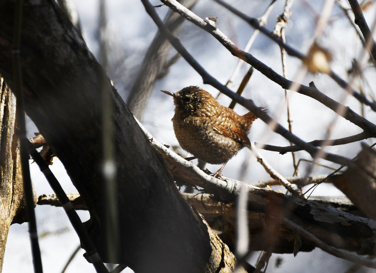 Winter Wren - ML613983992