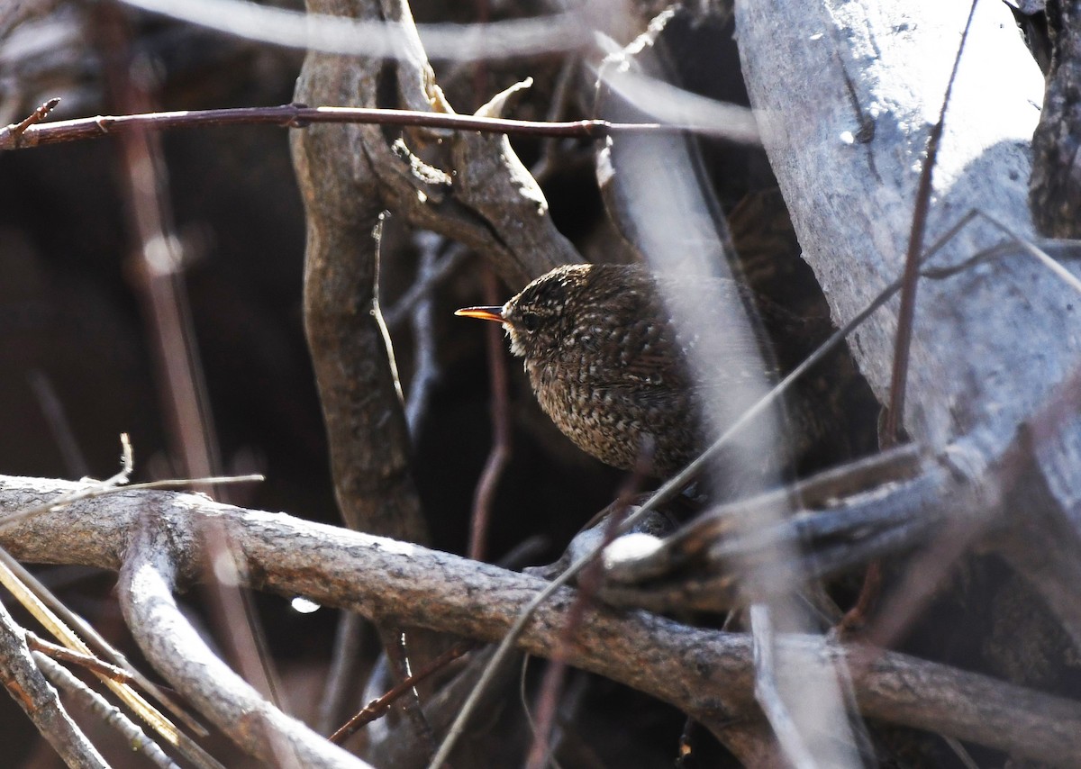 Winter Wren - ML613983993
