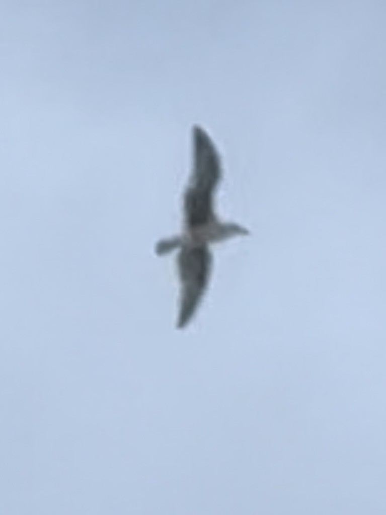 Lesser Black-backed Gull - ML613983999