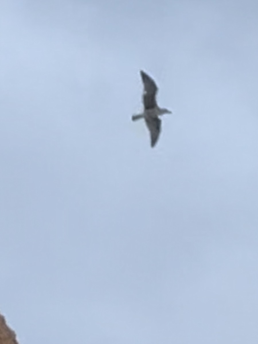 Lesser Black-backed Gull - ML613984000