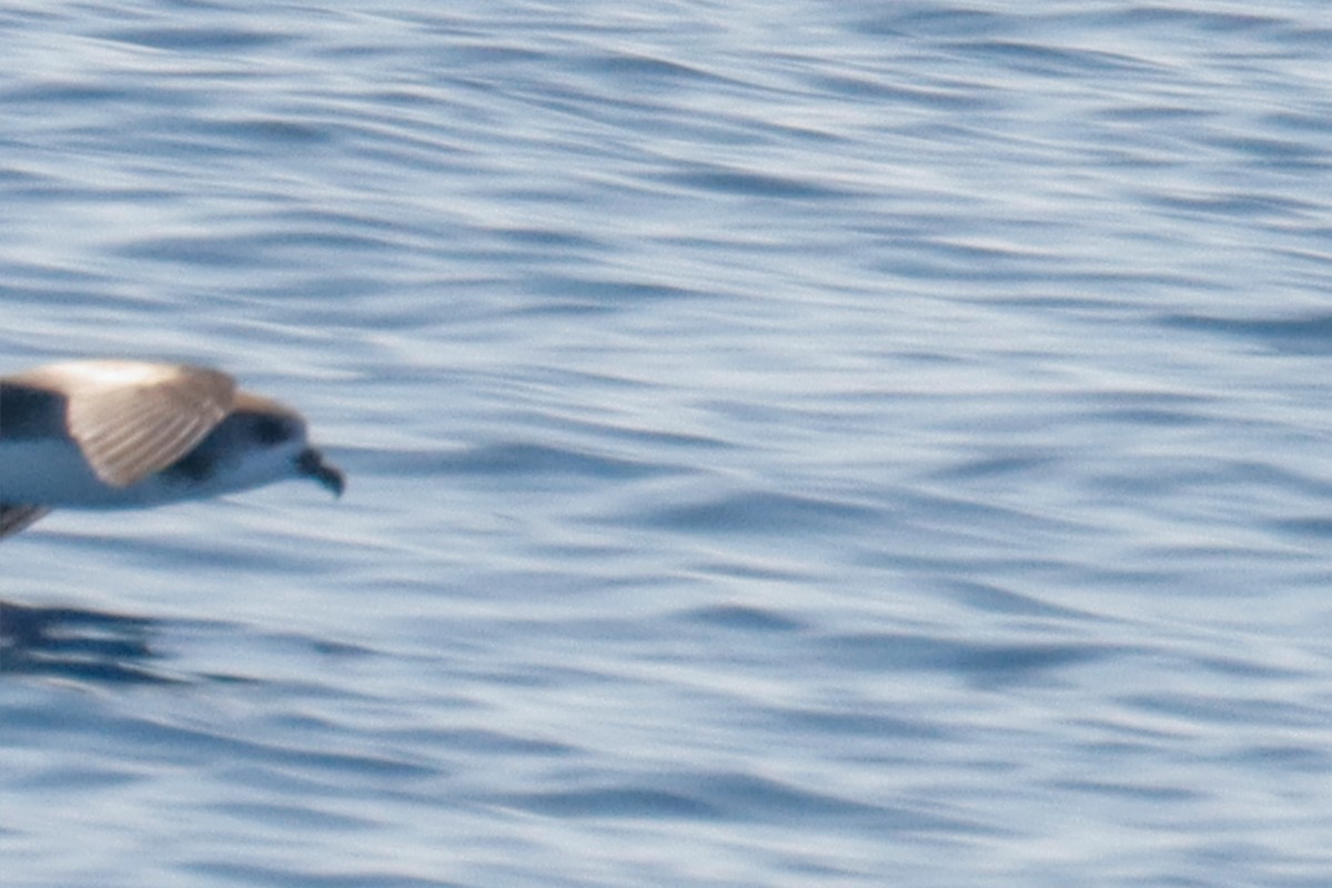 Zino's Petrel - ML613984003