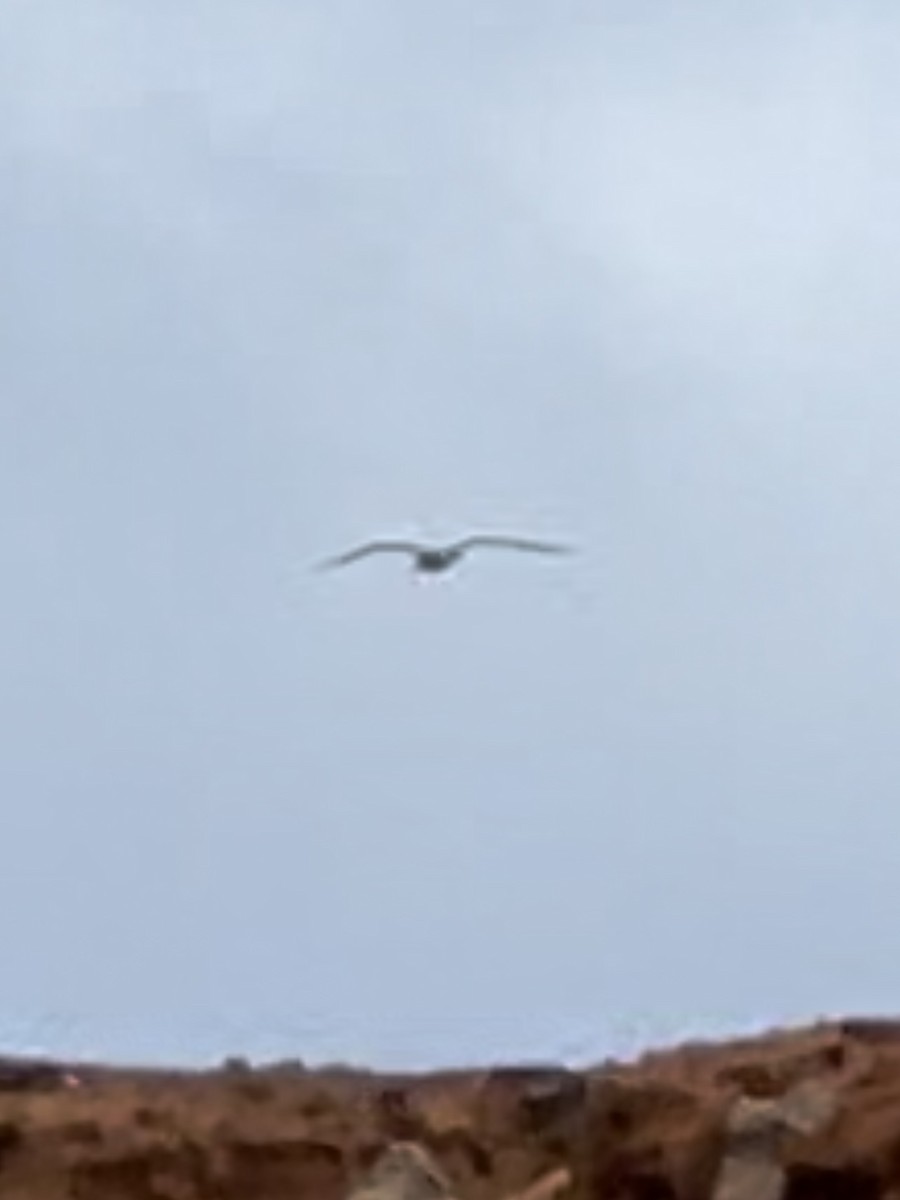 Lesser Black-backed Gull - ML613984008