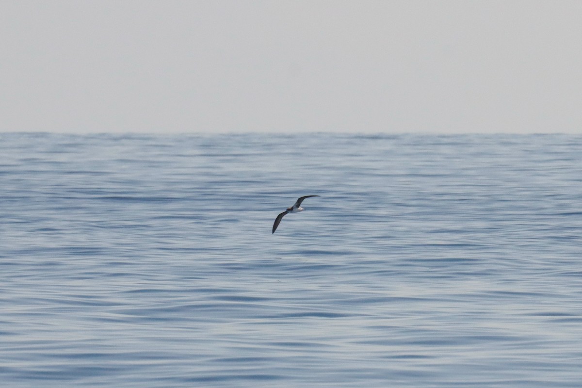 Zino's Petrel - ML613984015