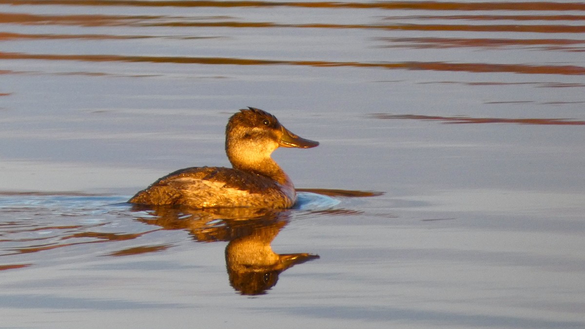 Ruddy Duck - ML613984029