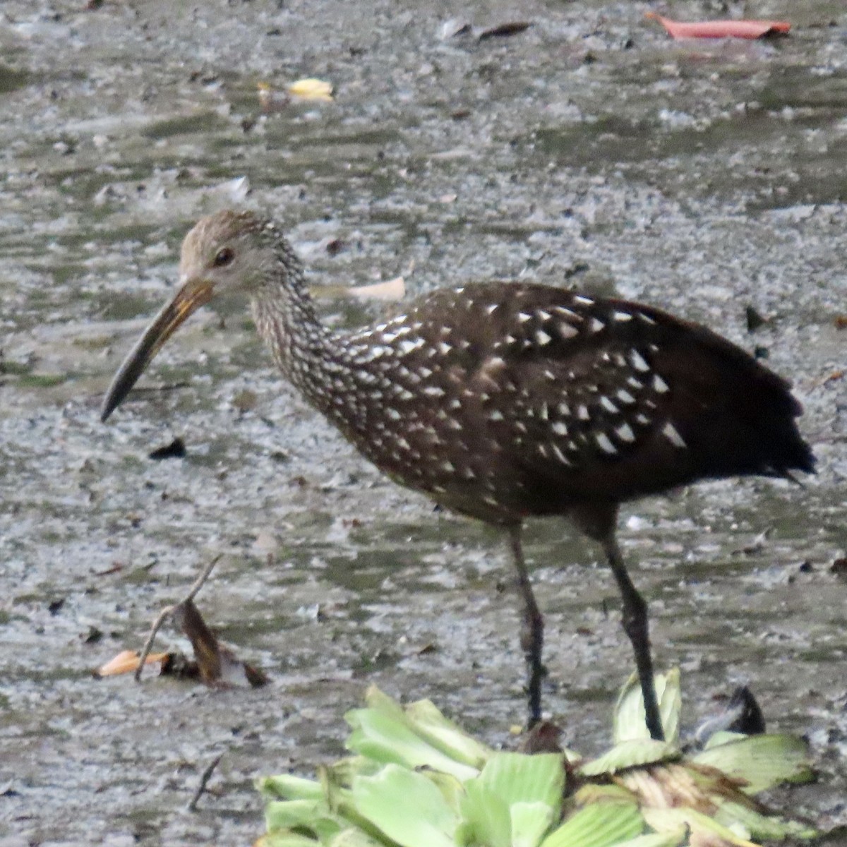 Limpkin - Vicki Nebes