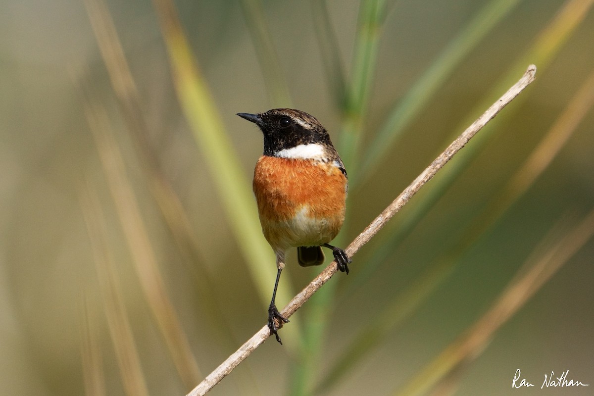 European Stonechat - Ran Nathan