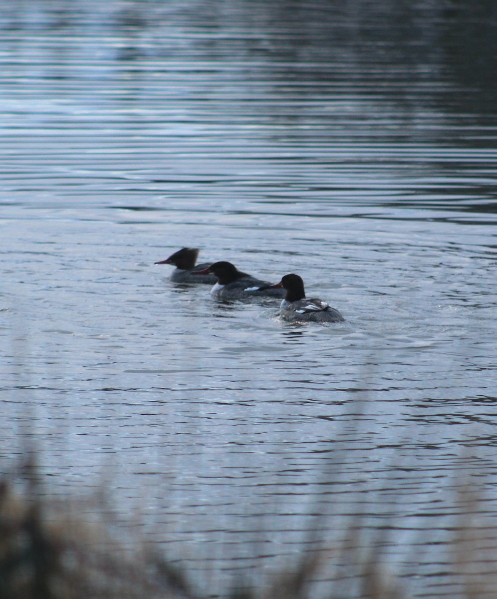 Common Merganser - ML613984085