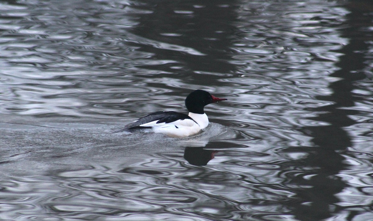 Common Merganser - ML613984088