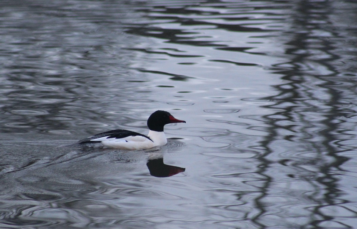 Common Merganser - ML613984089