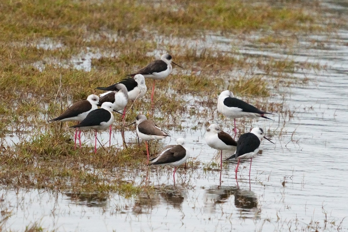 Black-winged Stilt - Ran Nathan