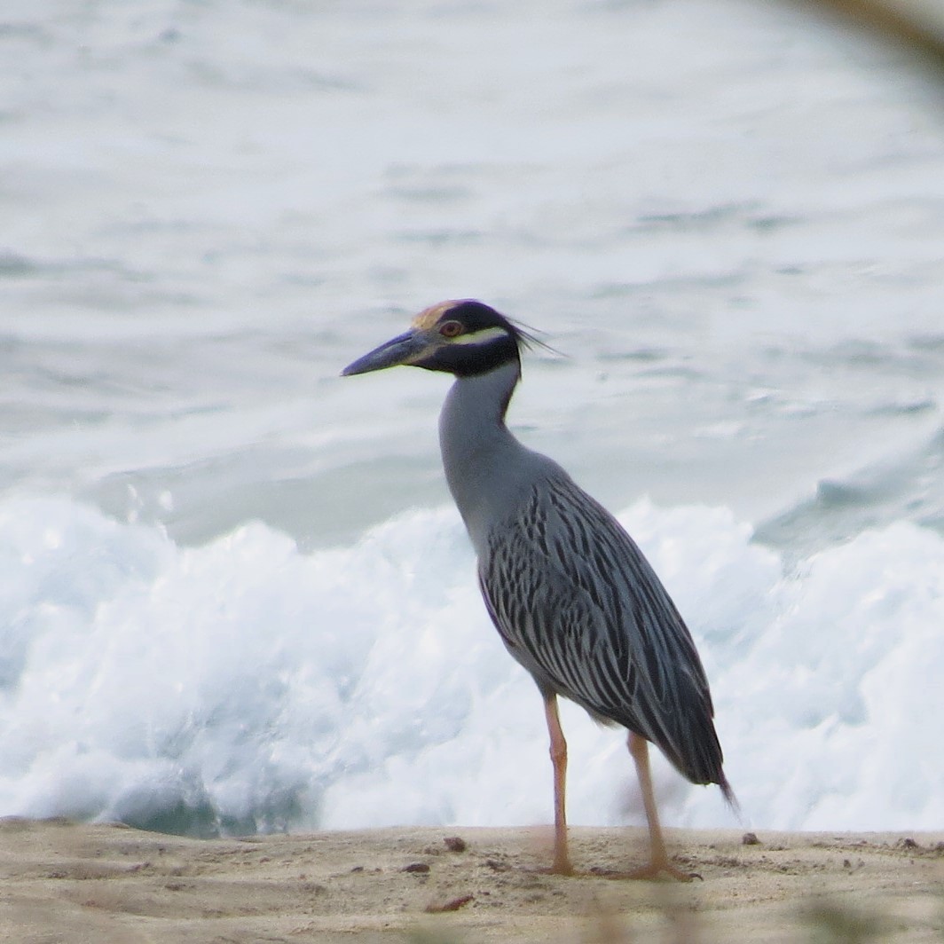 Yellow-crowned Night Heron - ML613984138