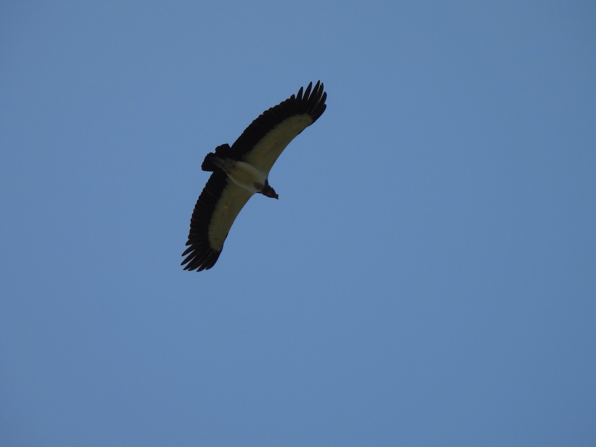 King Vulture - ML613984146