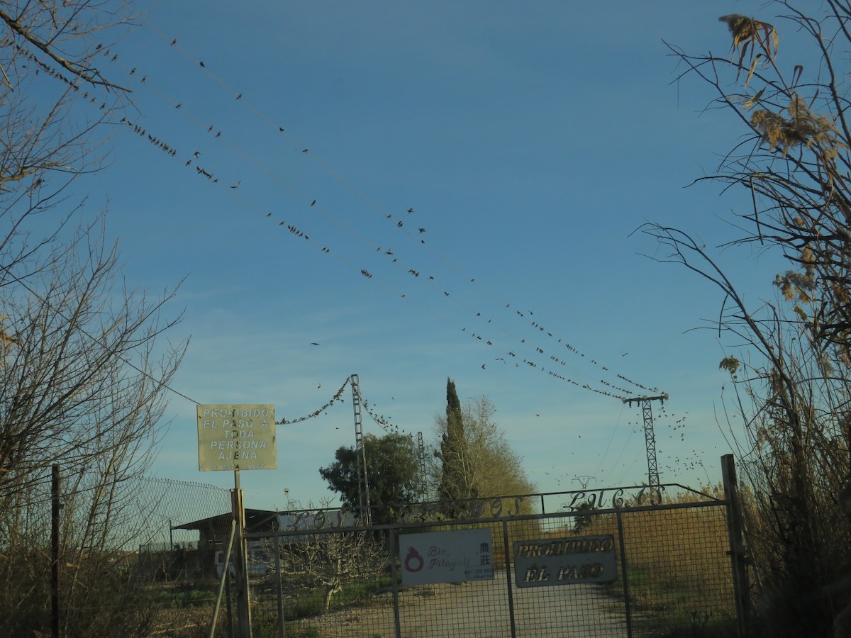 European Starling - ML613984253