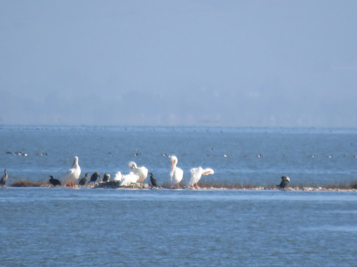 American White Pelican - ML613984265