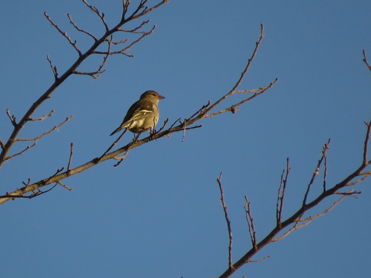 Common Chaffinch - ML613984273